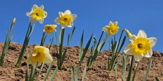 کشمیر میں  ٹیولپ ریسرچ سنٹر کا قیام، ٹیولپ بلب کی درآمد پر انحصار کم ہونے کی امید