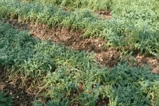 BARWANI WEATHER UPDATES