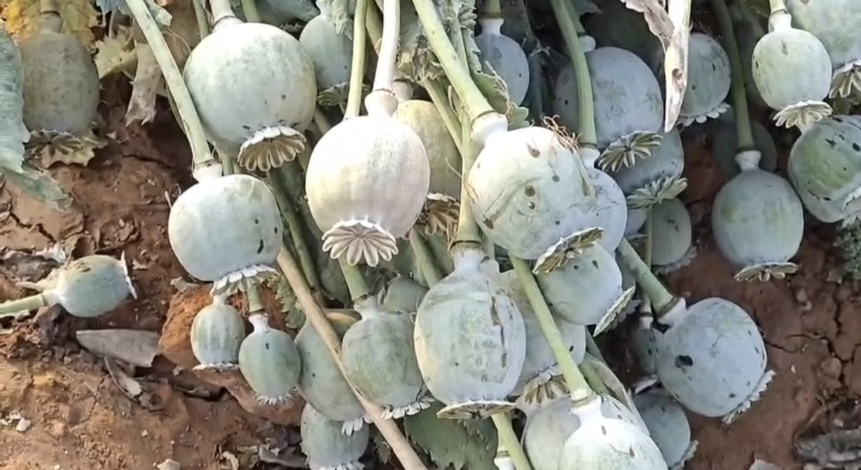 સરકારી જમીન પર અફીણ ડોડાનું વાવેતર