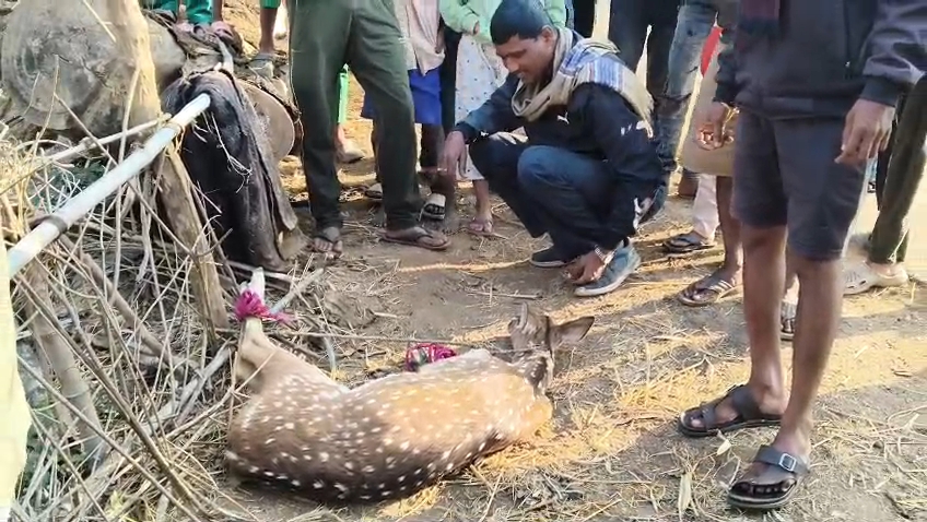 Kotra deer in Latehar