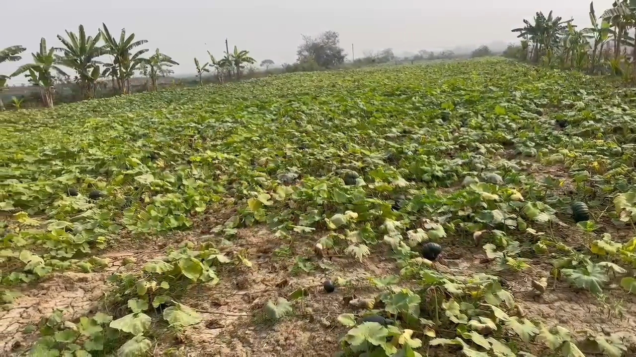 Monalisa Rajbanshi's green revolution at Dimoria