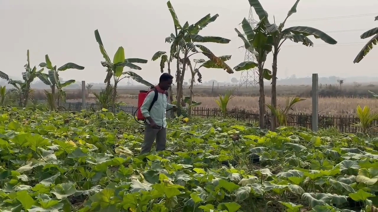 Monalisa Rajbanshi's green revolution at Dimoria