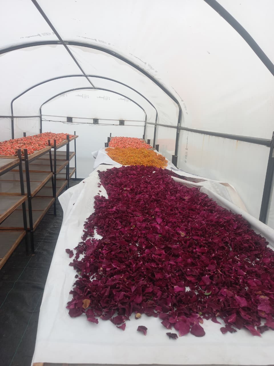 Burhanpur herbal colors holi