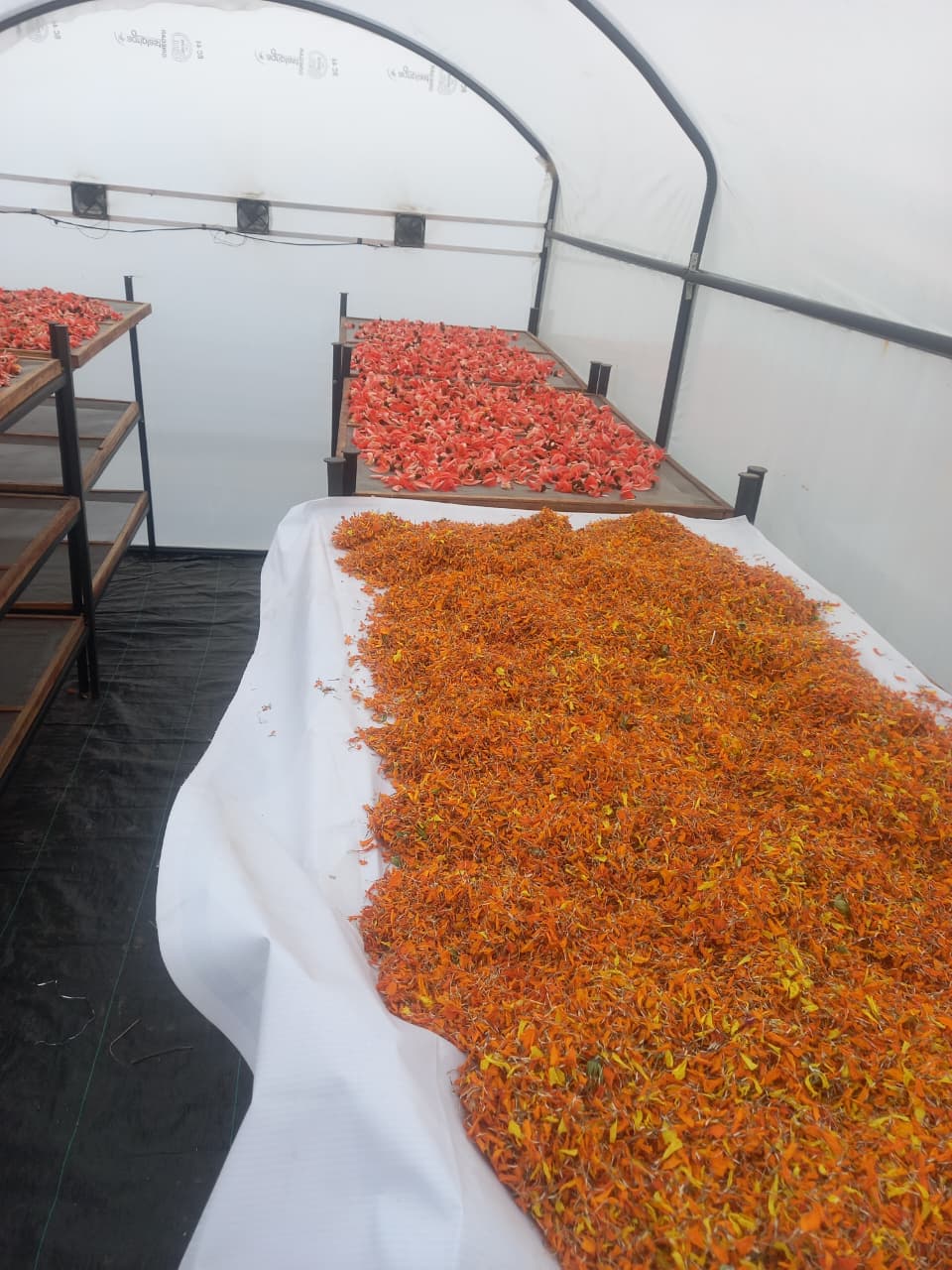 Burhanpur herbal colors holi