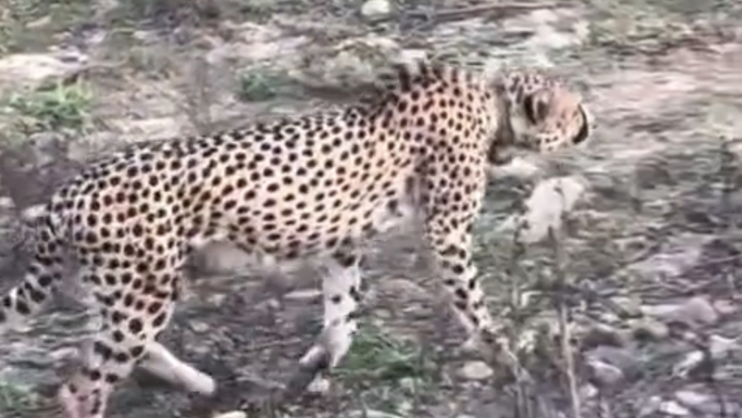 Cheetah Reaches Rajasthan from MP