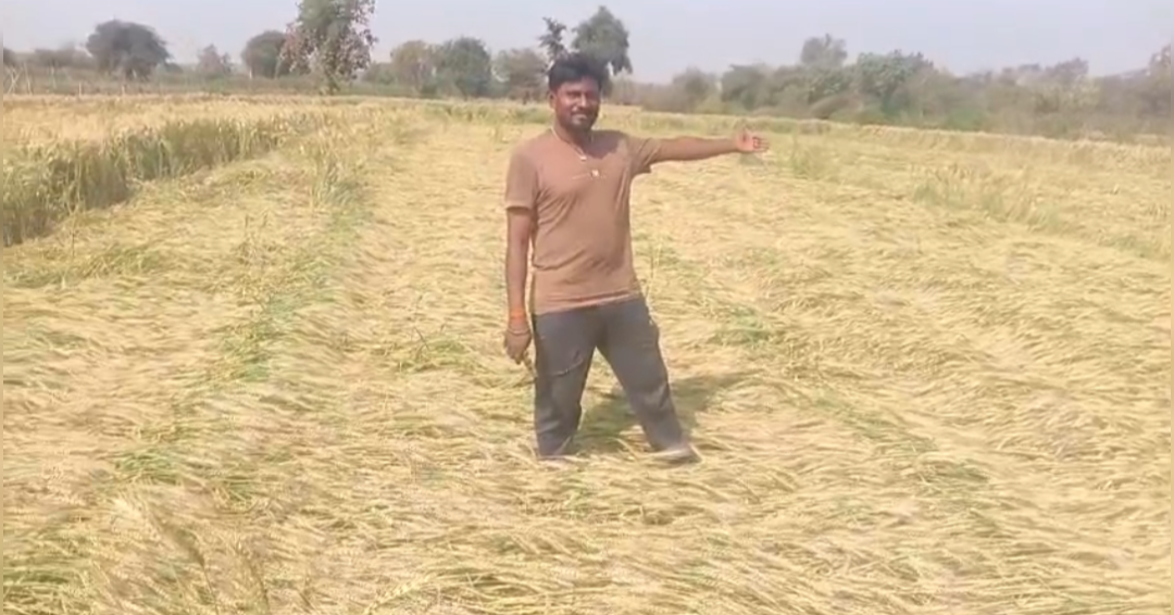 Wheat crops destroyed barwani
