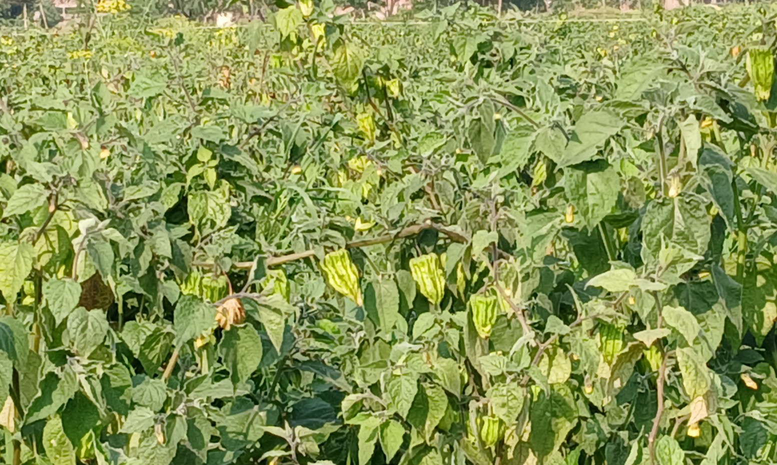 Photo Credit: ETV Bharat