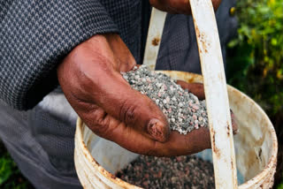 Elizabeth Wangua applies fertilizer to her land in Limuru, Kenya Wednesday, March 25, 2026.