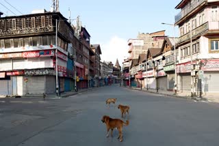 Over 1.5 Lakh Stray Dogs In J&K Urban Areas, 2 Lakh Dog Bites Reported Despite Government Efforts