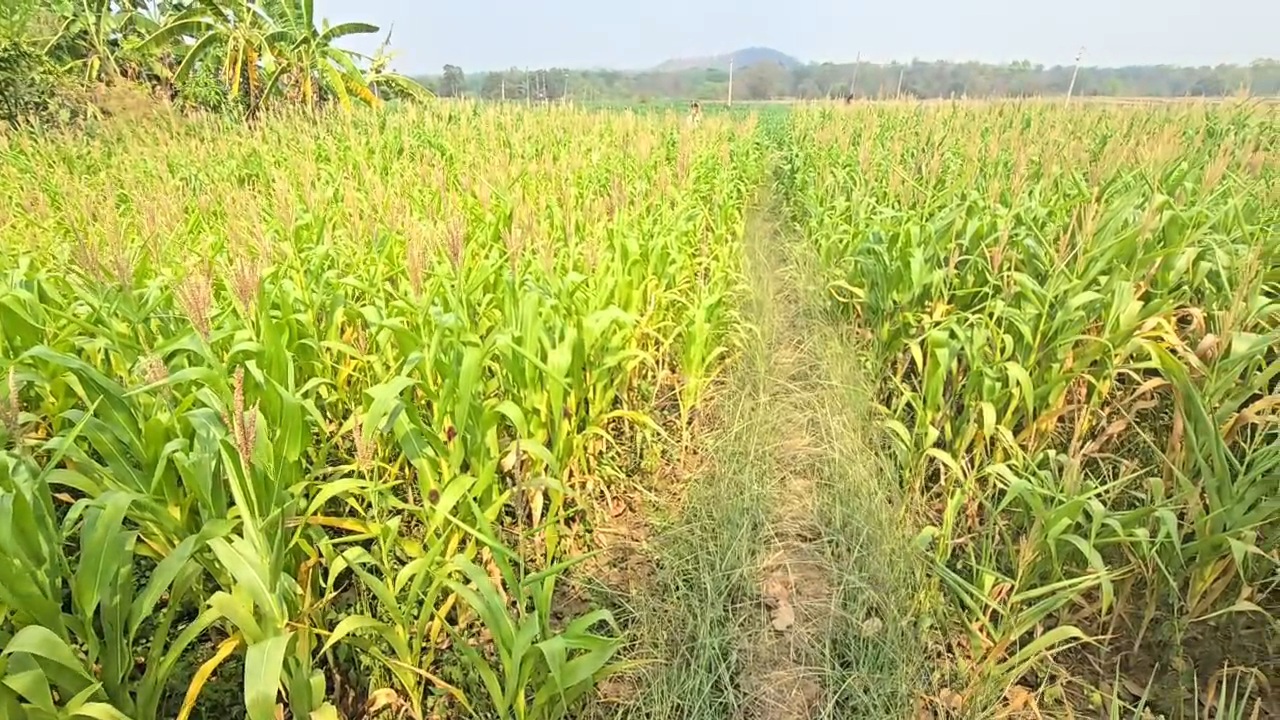 Illegal cannabis farming Kondagaon