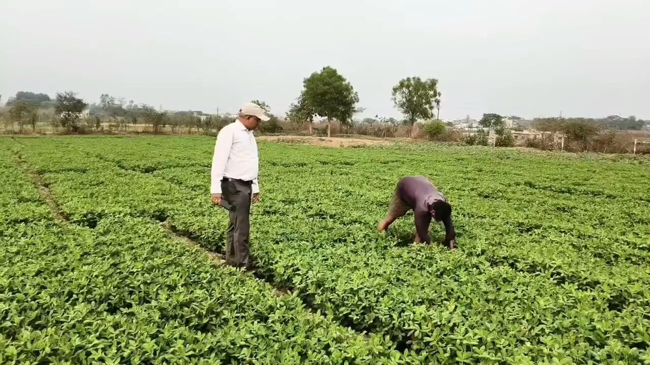 कम मेहनत और ज्यादा फायदा: धान की जगह मूंगफली लगाकर किसान ज्यादा खुश,  असिंचित खेतों के लिए वरदान