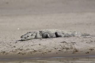 SIDHI CROCODILE SUSPICIOUS DEATH