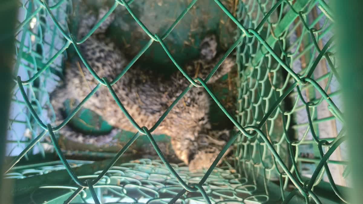 Leopard Cub Injured After Attack by Locals in Budgam