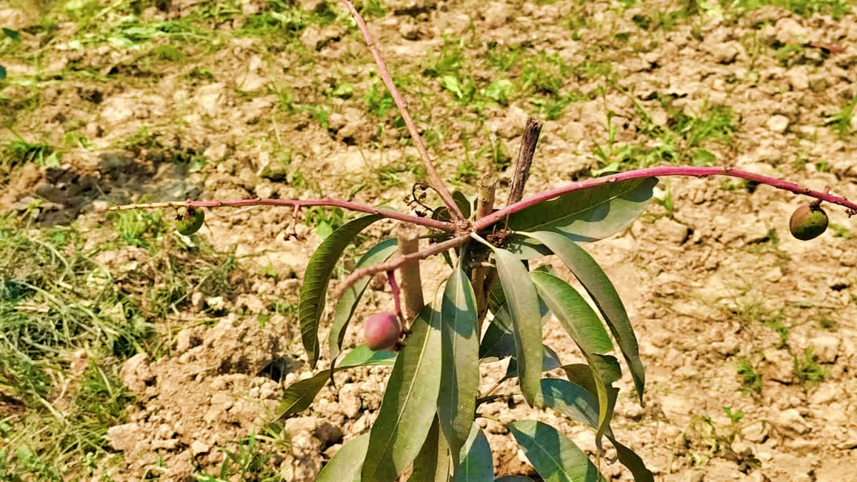 World’s Costliest Japanese Miyazaki Mango Finds Home In Bihar Farmer's Backyard Orchard