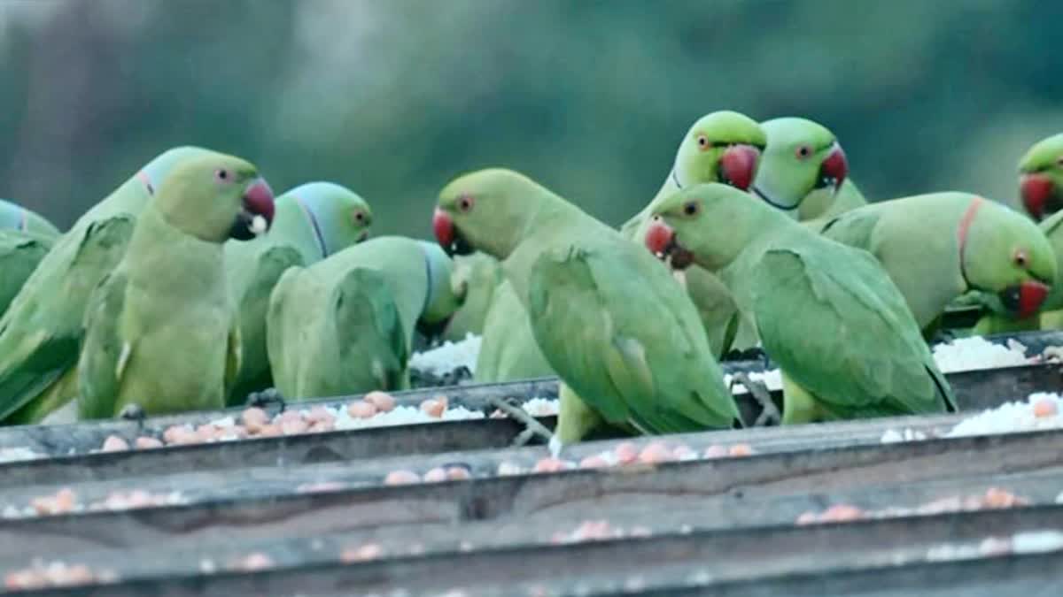अनार की फसल खा गए तोते, सरकार को फटकार, कोर्ट का मुआवजा देने का निर्देश