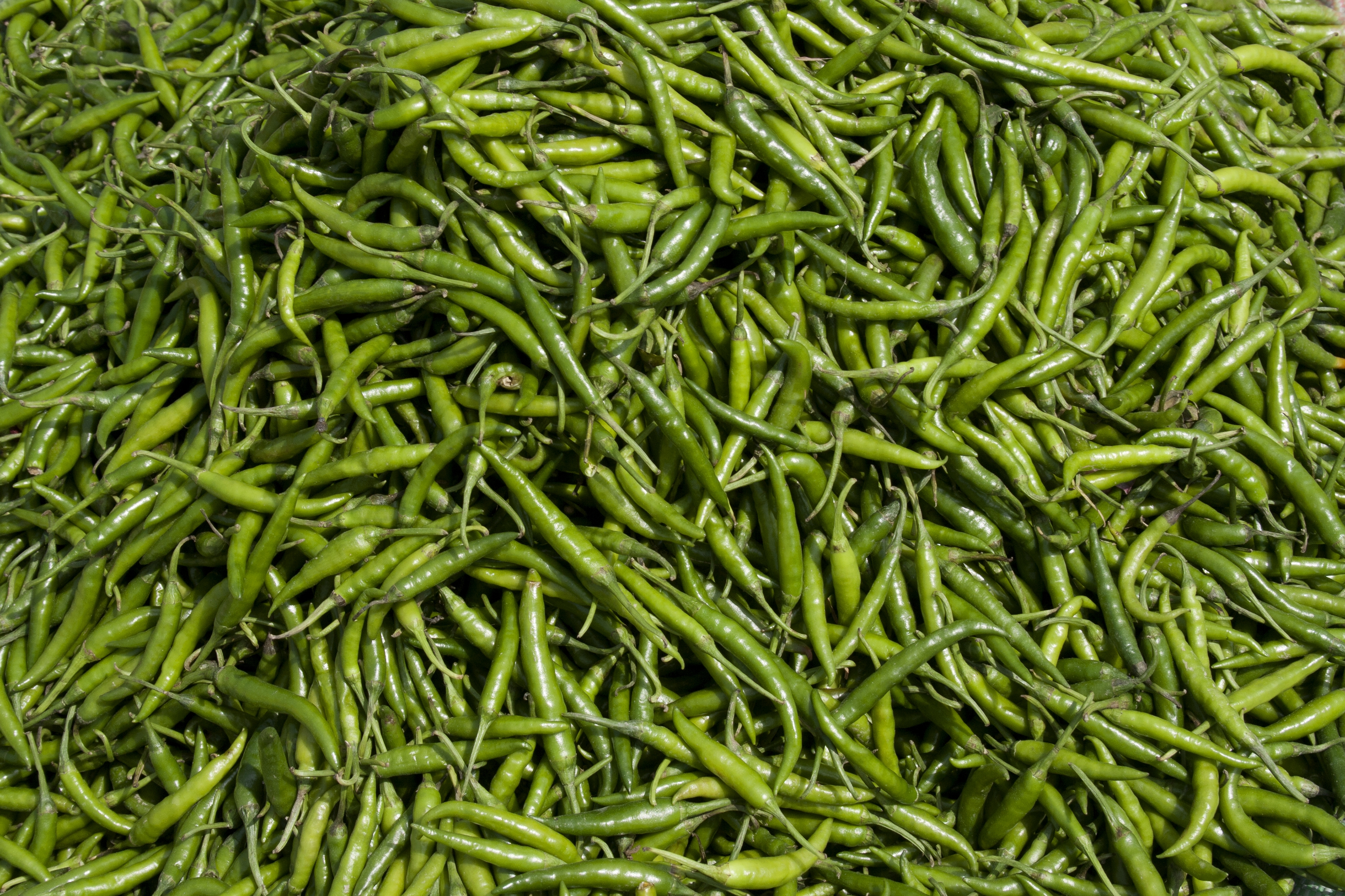 Do green chilies spoil quickly? If so, follow these easy tips to keep them fresh for a whole month.