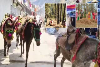Mules on way to Kedarnath and (inset) locals collecting pine needles
