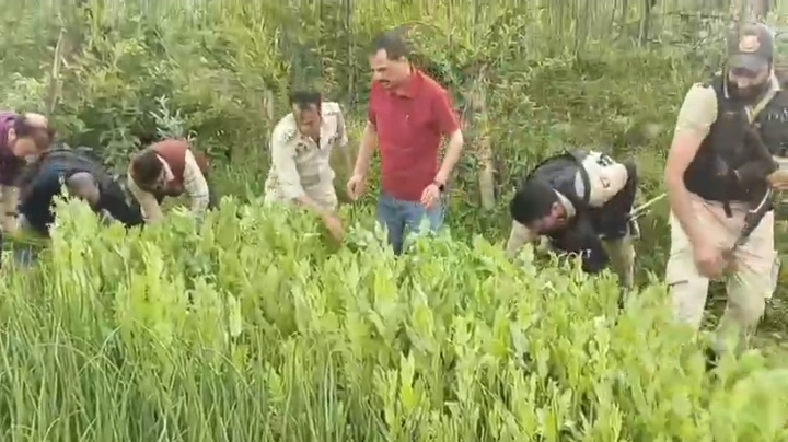 بڈگام میں منشیات مخالف مہم کے تحت غیر قانونی پوست کی کاشت تباہ