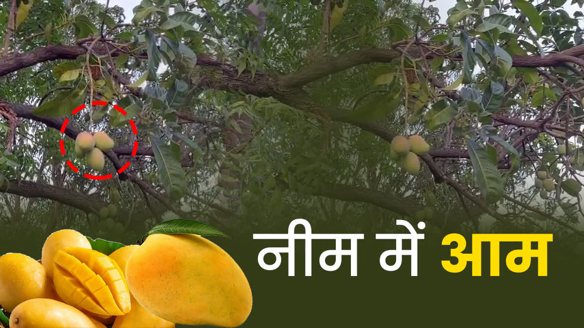 मंत्री के बंगले पर अजूबा, नीम के पेड़ पर लगे आम, देखने वालों का लगा ...