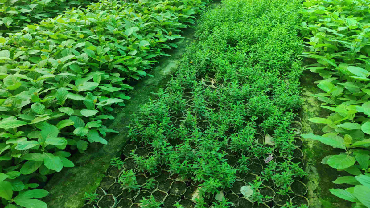 Saplings being prepared at the Alwar Forest Division nursery.