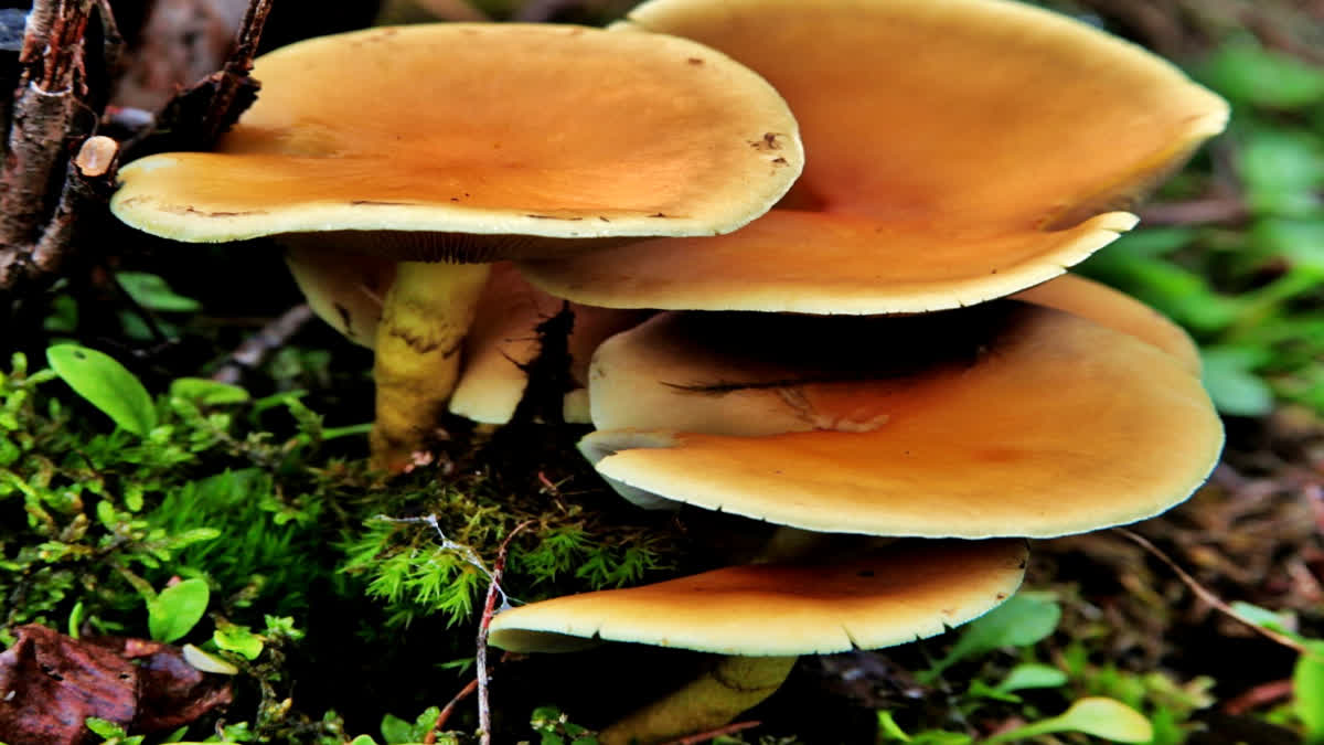 single dose psilocybin mushrooms antidote depression