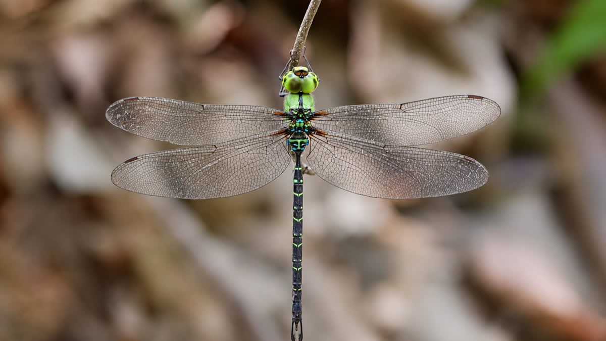 Dragonflies Rarest Color Rare Dragonfly Rediscovered In Arunachal Pradesh After 110 Years
