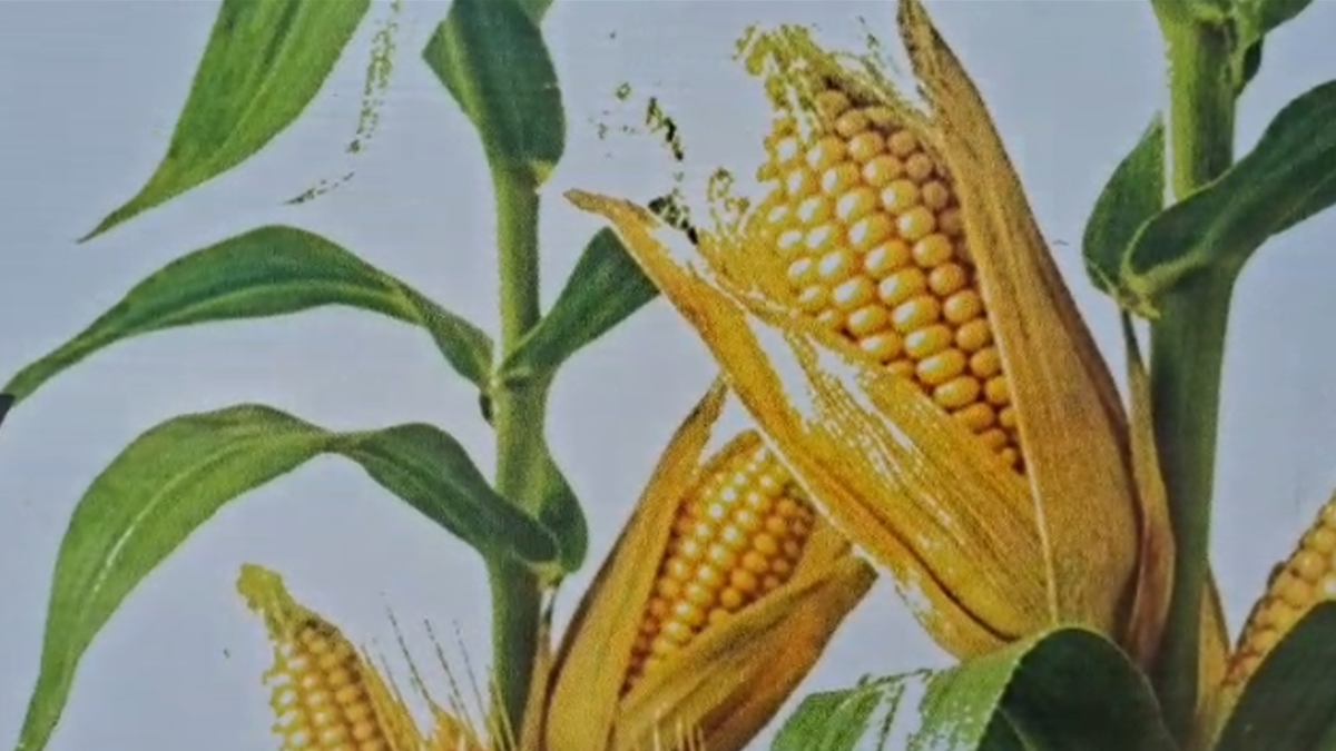 Maize crop ready in field