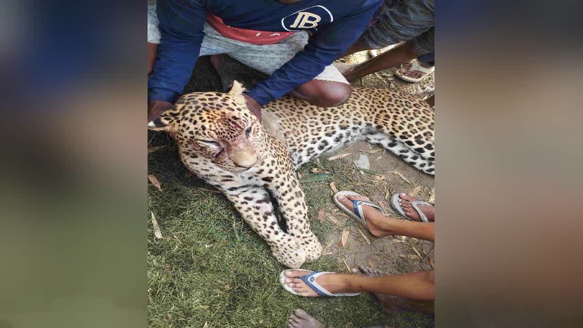 Leopard Killed By Villagers After Days Of Panic In Bihar’s Purnia