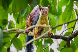 GIANT MALABAR SQUIRREL