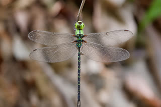 A rare species of dragonfly known as the Long-tailed Duskhawker, scientifically called 'Gynacantha khasiaca', has been rediscovered in Arunachal Pradesh after more than a century.