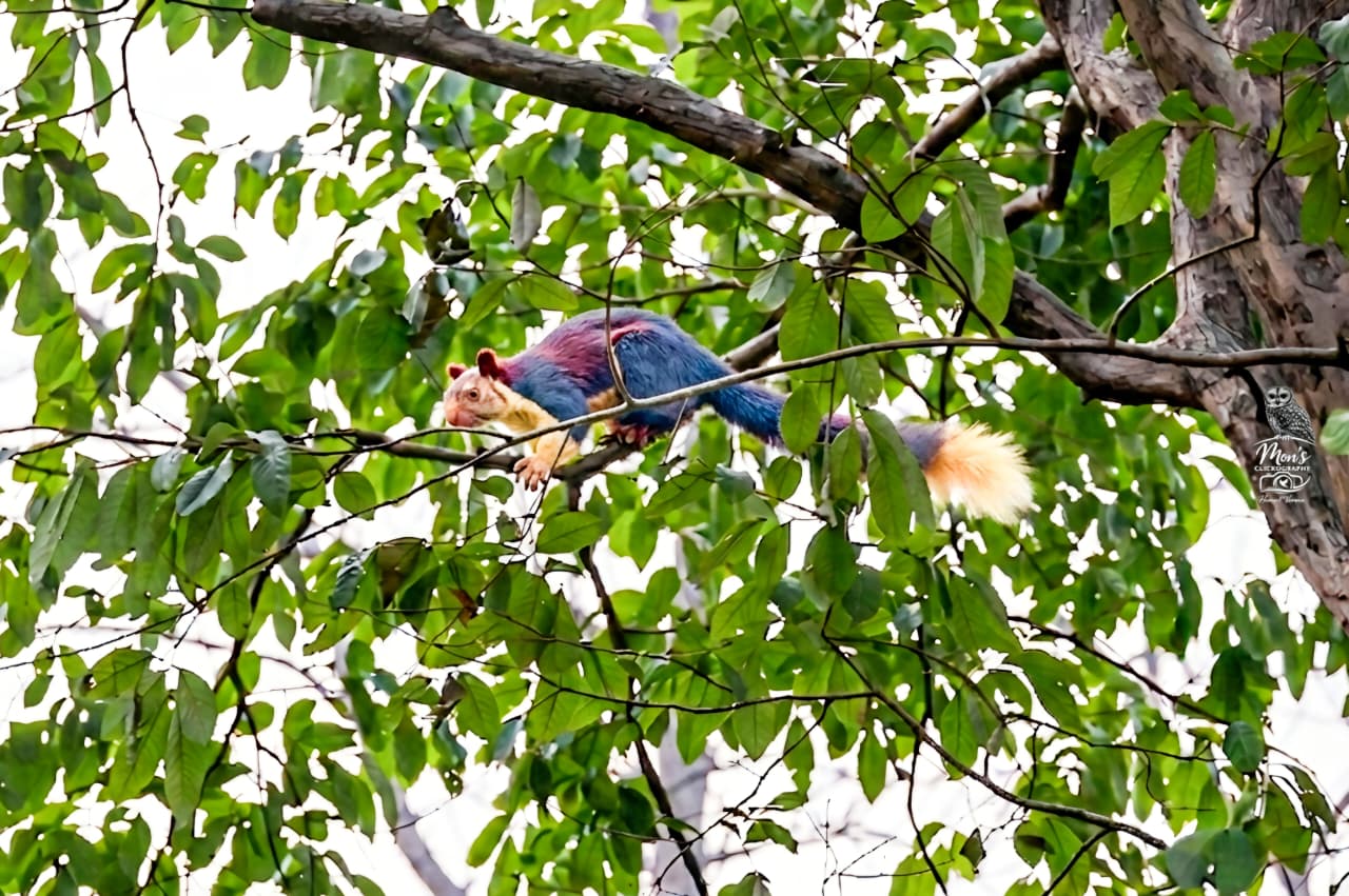 Hemant Verma Environmentalist