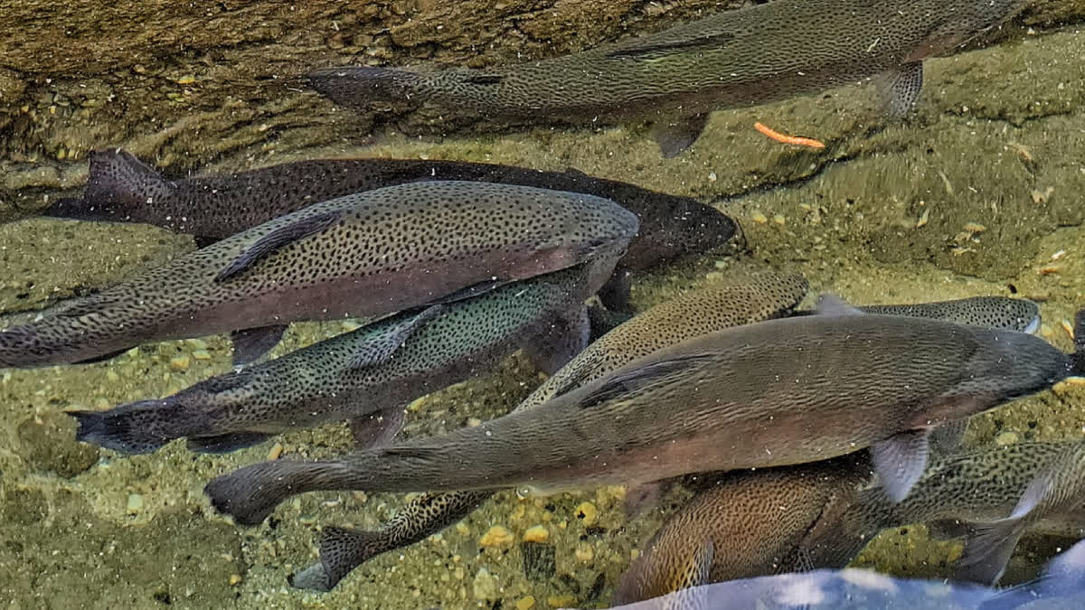 Uttarakhand becomes first Himalayan state to export trout to Nepal and supply fish to ITBP