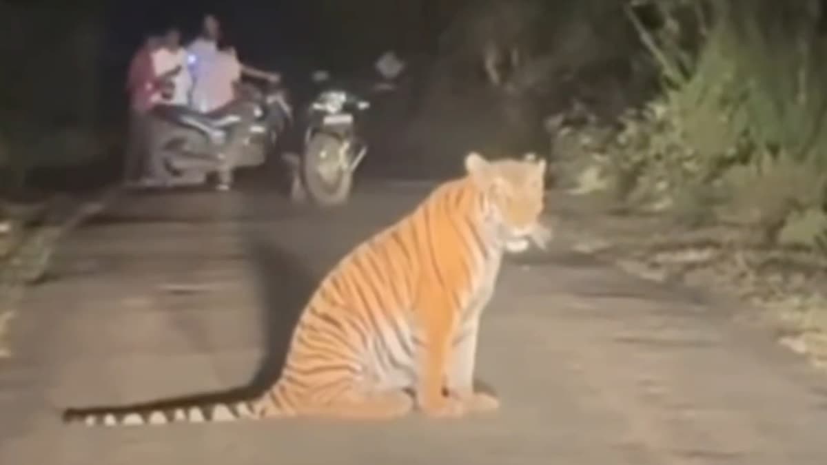TIGER SITS ON ROAD IN RAMNAGAR