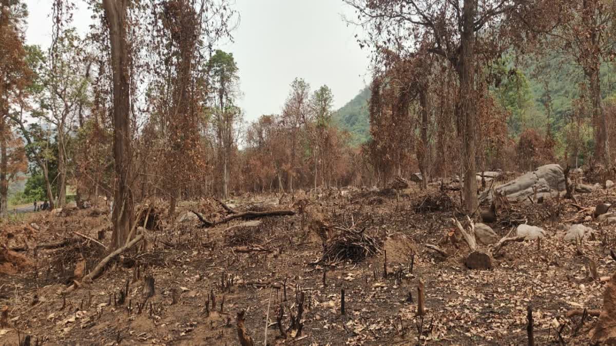 Acres of forest destroyed in the name of forest creation: matter will be investigated