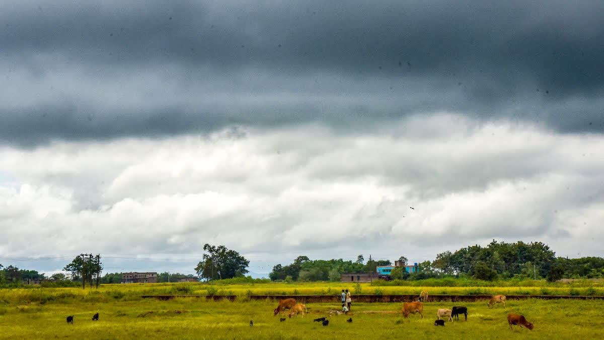 El nino poses a bigger threat than west asia crisis, but Indian agriculture is better repared: Prof. Ramesh Chand