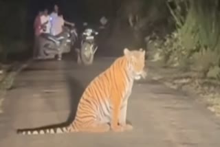 TIGER SITS ON ROAD IN RAMNAGAR