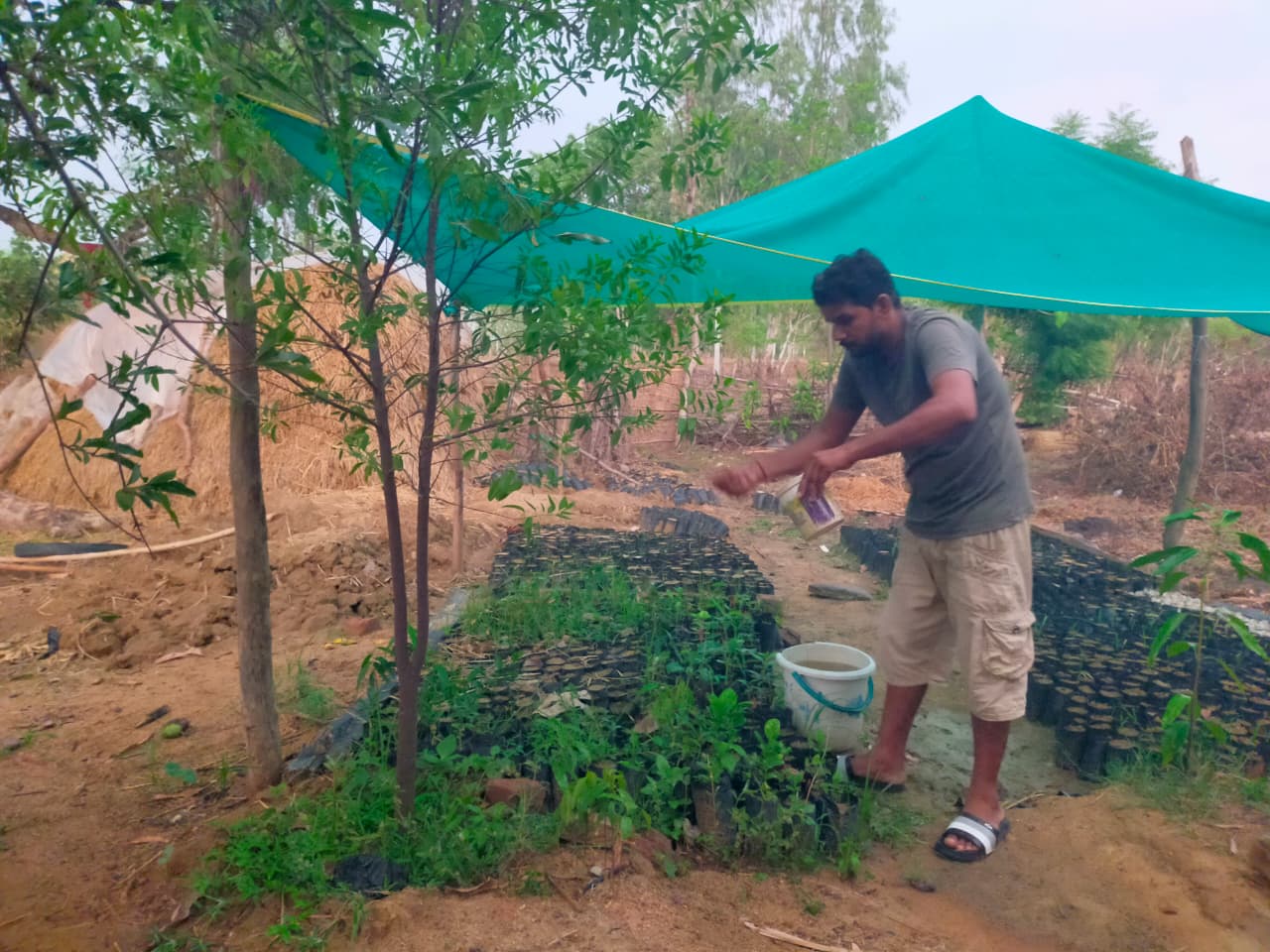 Mukesh Kewat planted 1000 trees