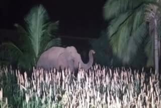 விவசாய நிலங்களை நாசம் செய்த யானை
