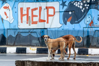 Stray Dog Menace Gujarat High Court issues notices to state govt, municipal corporations and others