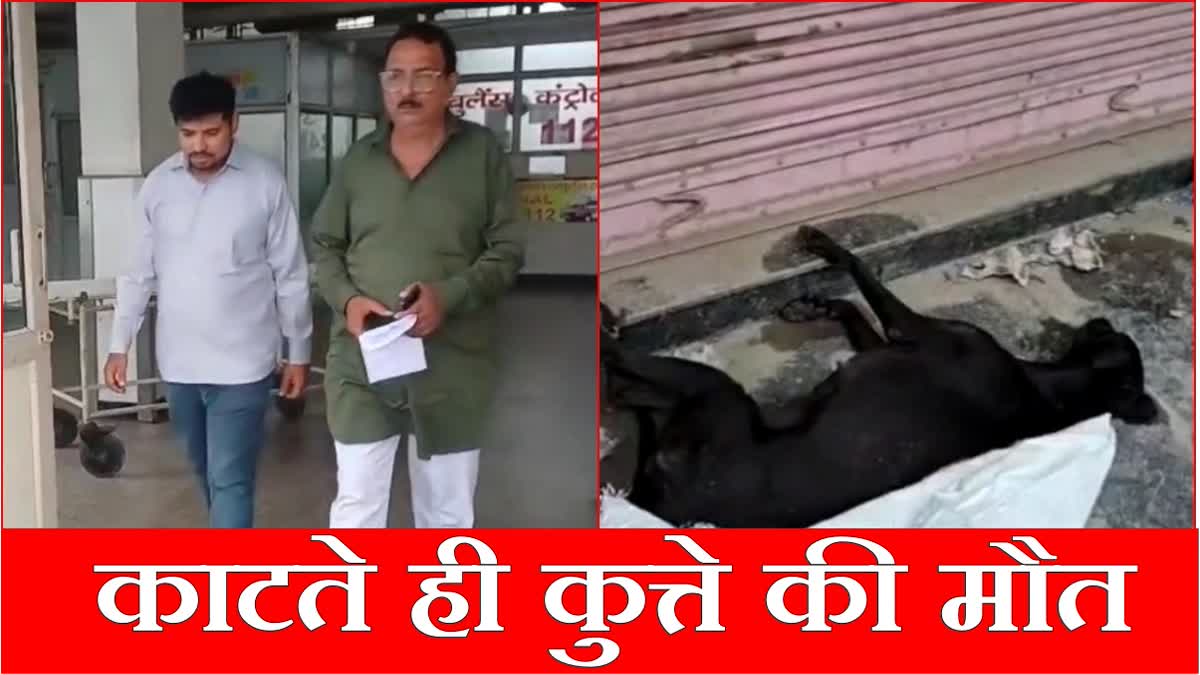 Dog dies after biting a shopkeeper Lalit Bajaj in Panipat Haryana
