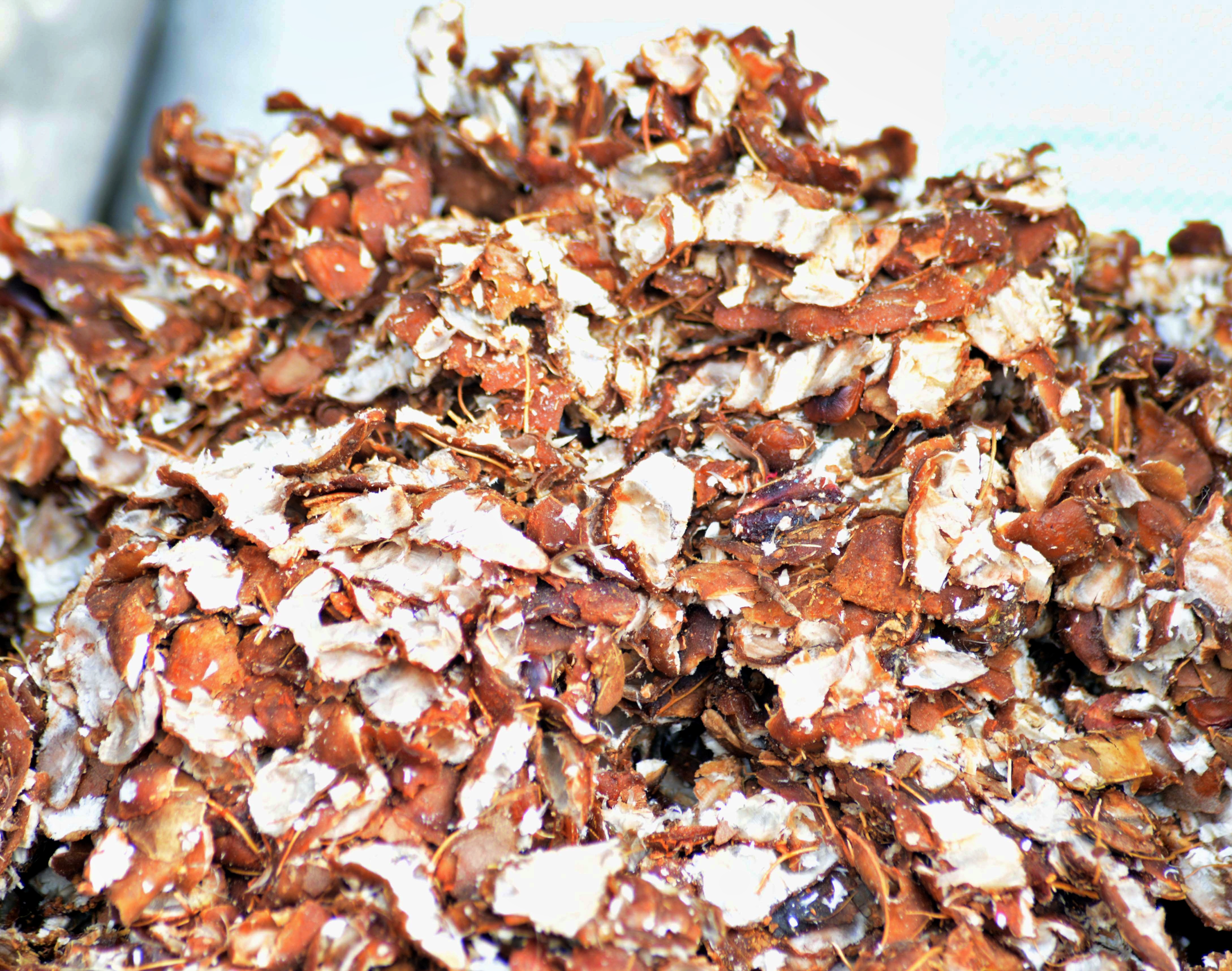 Gongura Ullipaya Pachadi Recipe