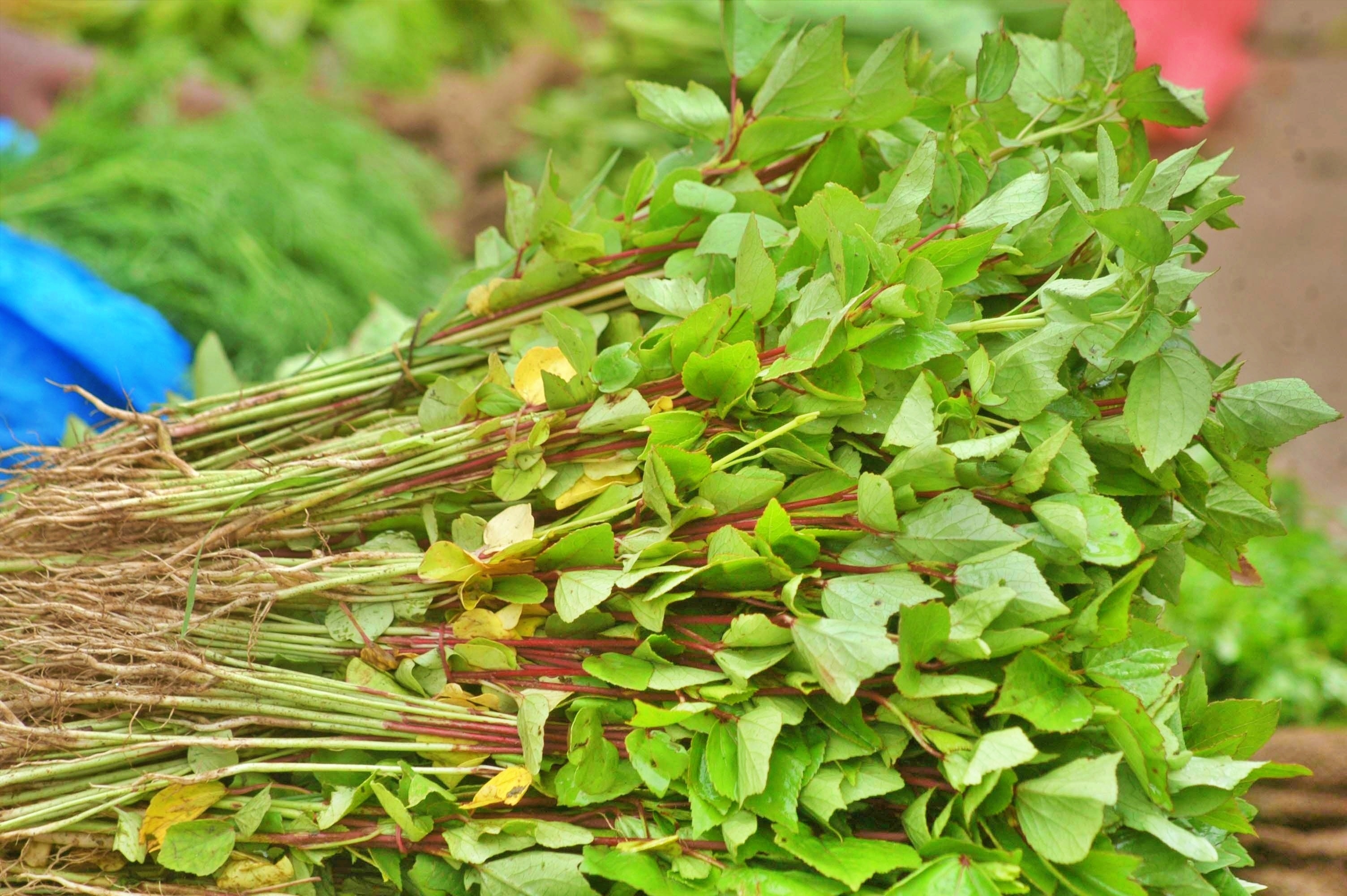 Gongura Ullipaya Pachadi Recipe