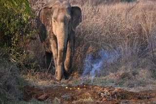 Govt Proposes Urgent Measures to Prevent Elephant Deaths from Train Collisions