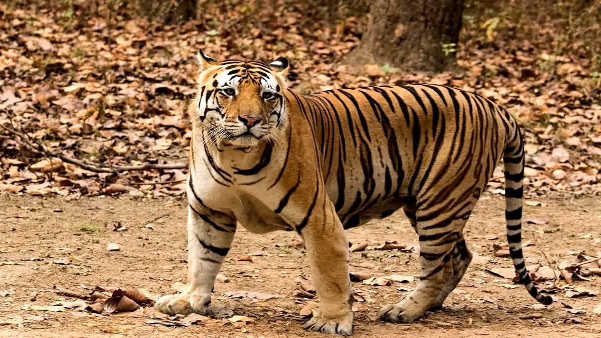 Famous Bhola Tiger