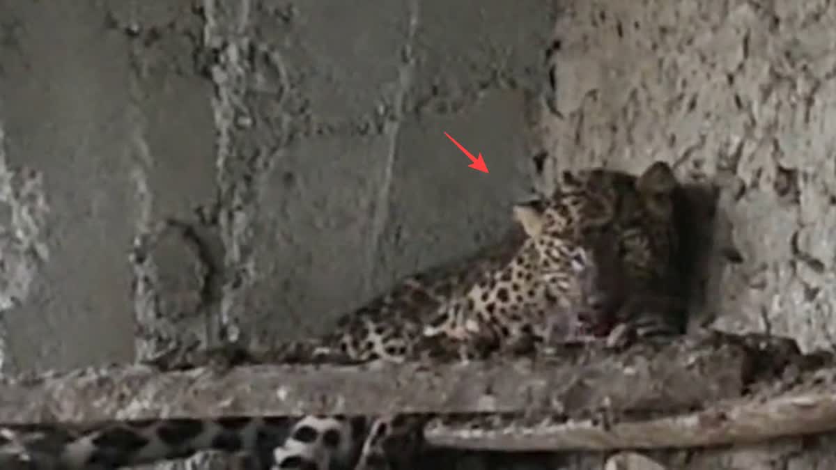 PAURI LEOPARD HUNTING CHICKEN