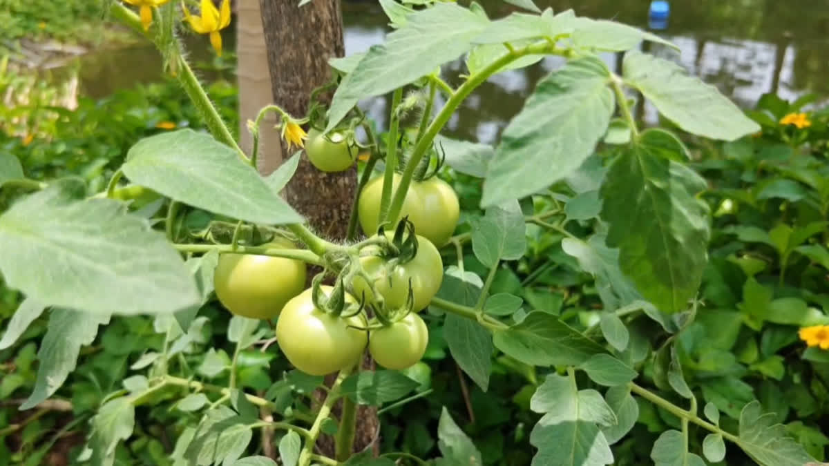 Good Income From Vegetable Cultivation