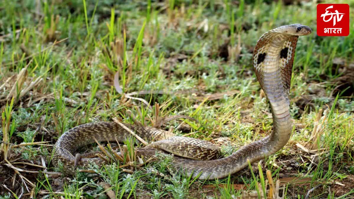 सांप देखकर बिगड़ी 6 साल की मासूम की तबीयत