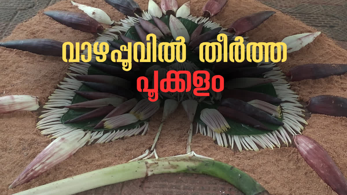Kasaragod local farmer innovation  unique banana flower pookkalam  PV Divakaran Kasaragod  zero cost Onam floral carpet
