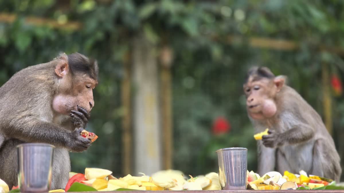 EDAYILAKKAD TEMPLE KASARAGOD  വാനര സദ്യ  ONAM FEAST OR MONKEY EDAYILAKKAD  ഇടയിലക്കാട് കാവ് വാനര സദ്യ