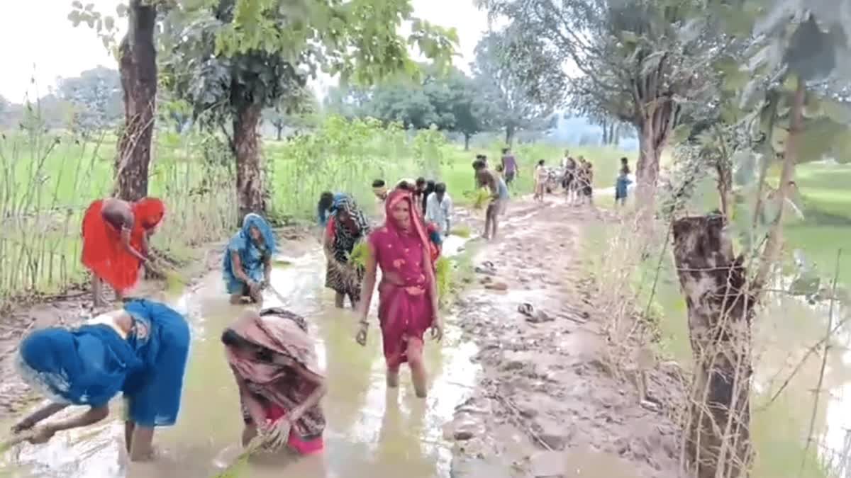 Protest by planting paddy in mud